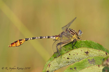 Dromogomphus spoliatus, male